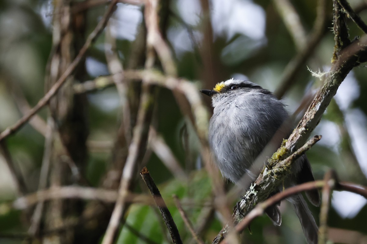 Crowned Chat-Tyrant - ML627660013