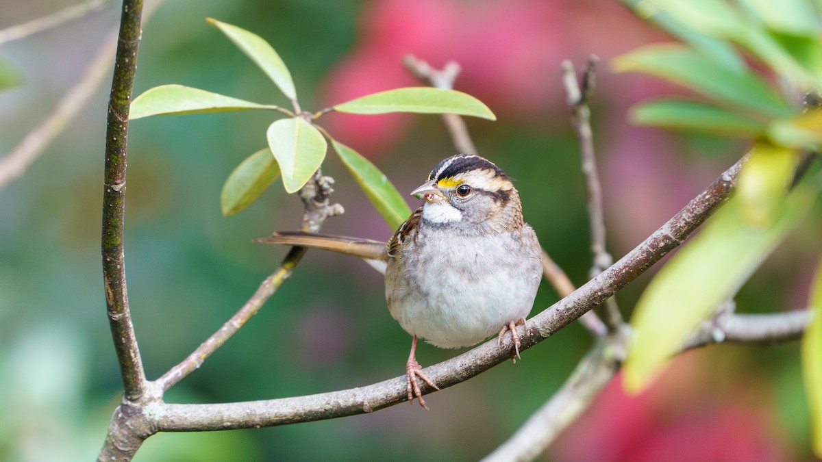 White-throated Sparrow - ML627660016