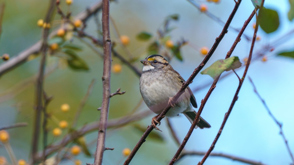 White-throated Sparrow - ML627660017