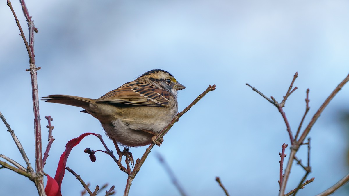 White-throated Sparrow - ML627660018