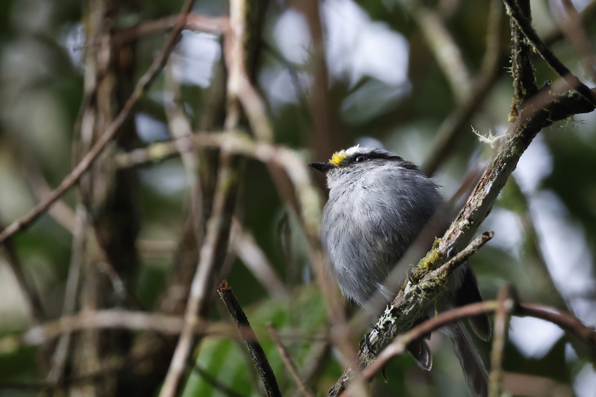 Crowned Chat-Tyrant - ML627660030