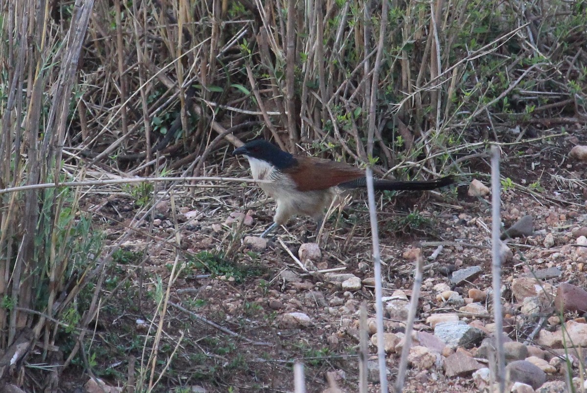 Burchell's Coucal - ML627660151