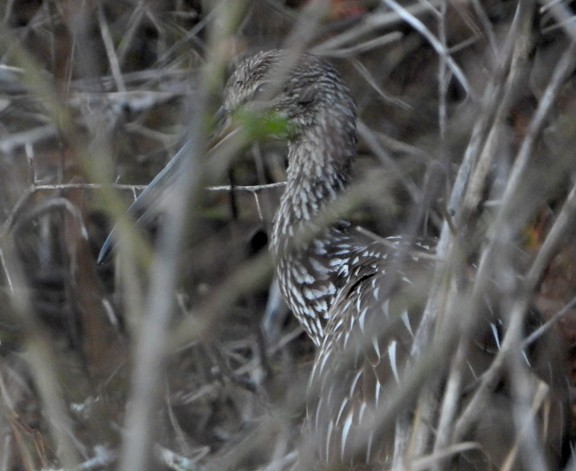 Limpkin - ML627660231