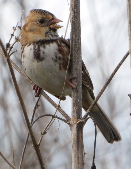 Harris's Sparrow - ML627660273