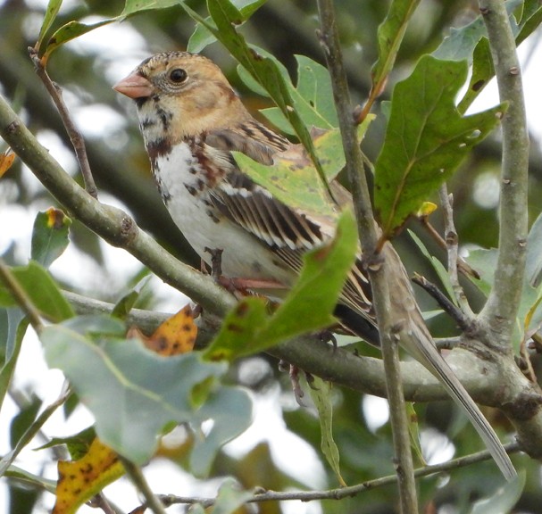 Harris's Sparrow - ML627660274