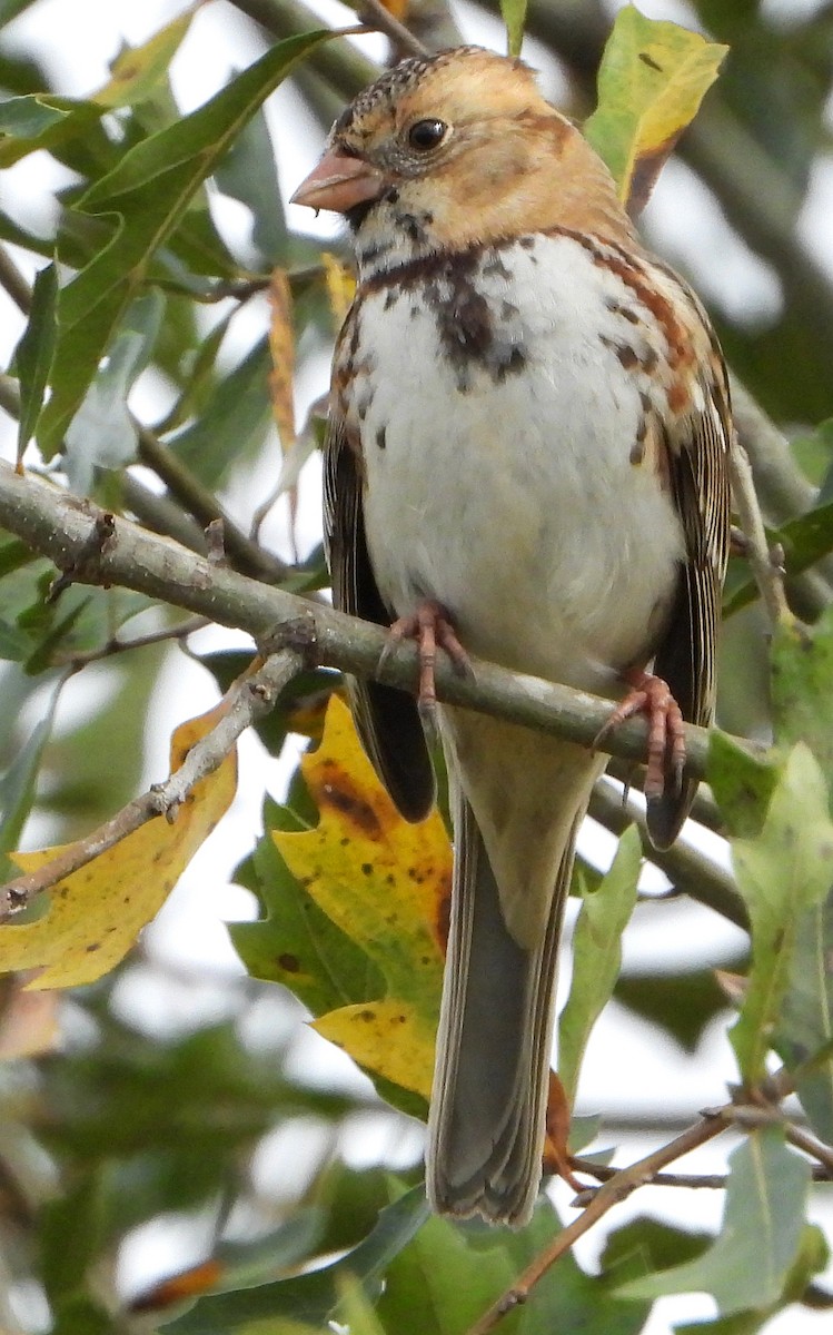 Harris's Sparrow - ML627660275