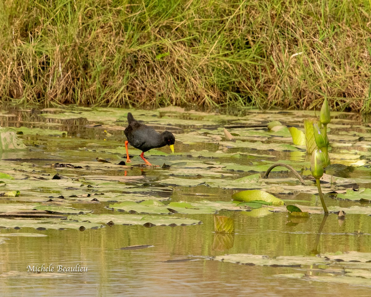 Black Crake - ML627660300