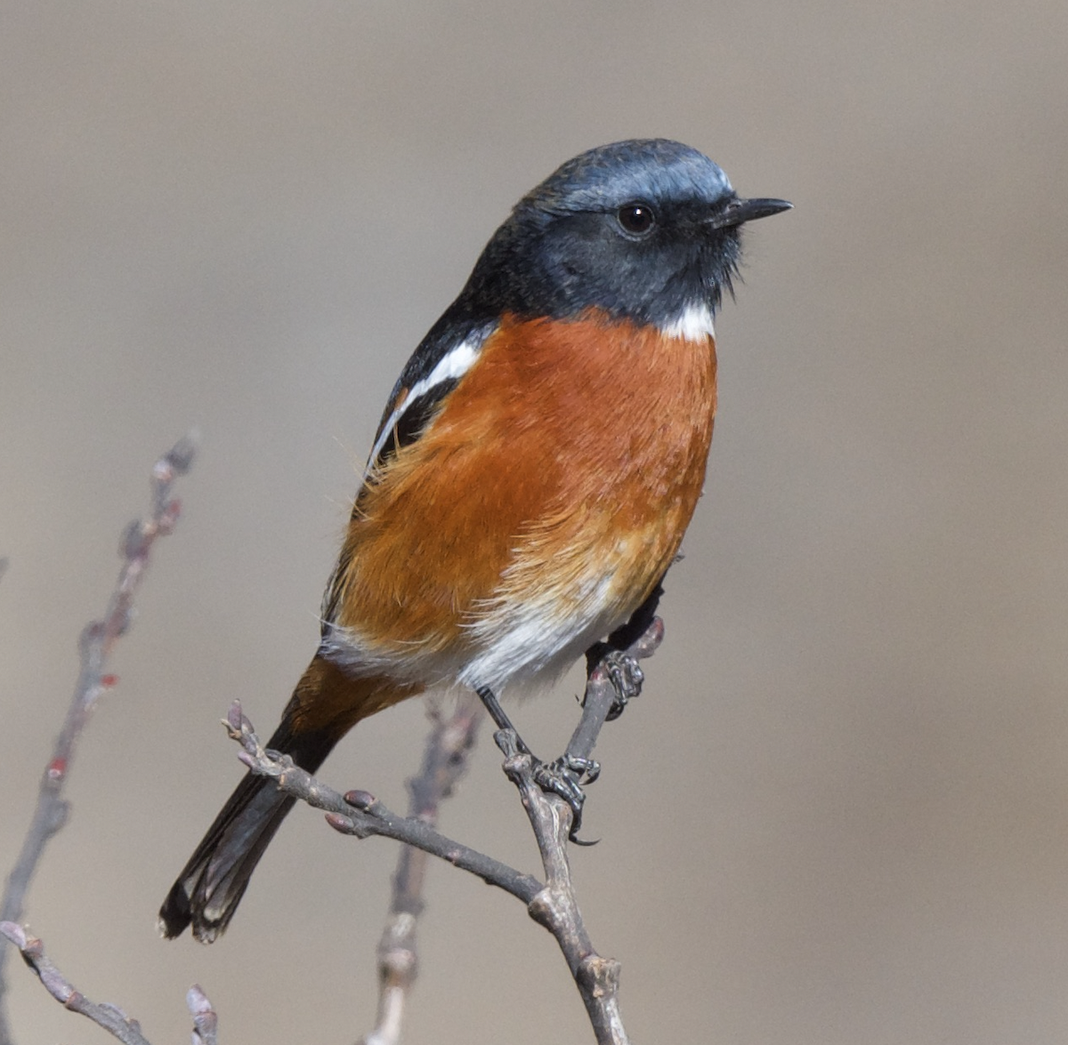 White-throated Redstart - ML627660354