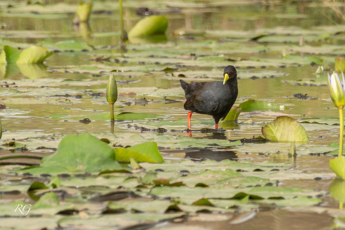 Black Crake - ML627660357