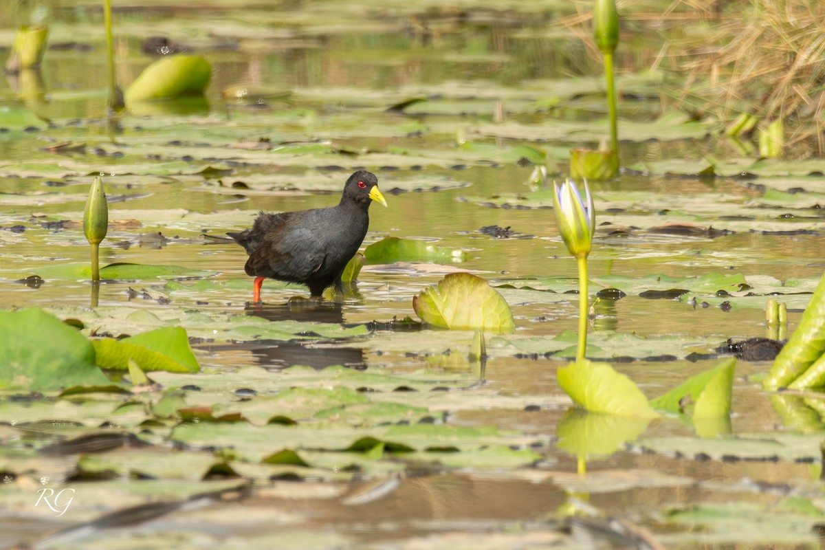 Black Crake - ML627660359