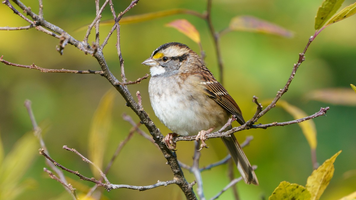 White-throated Sparrow - ML627660418