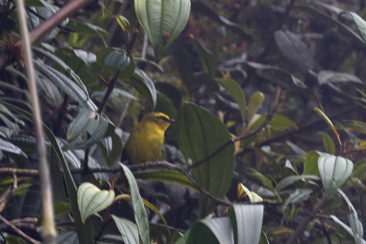 Citrine Warbler (Bolivian) - ML627660449