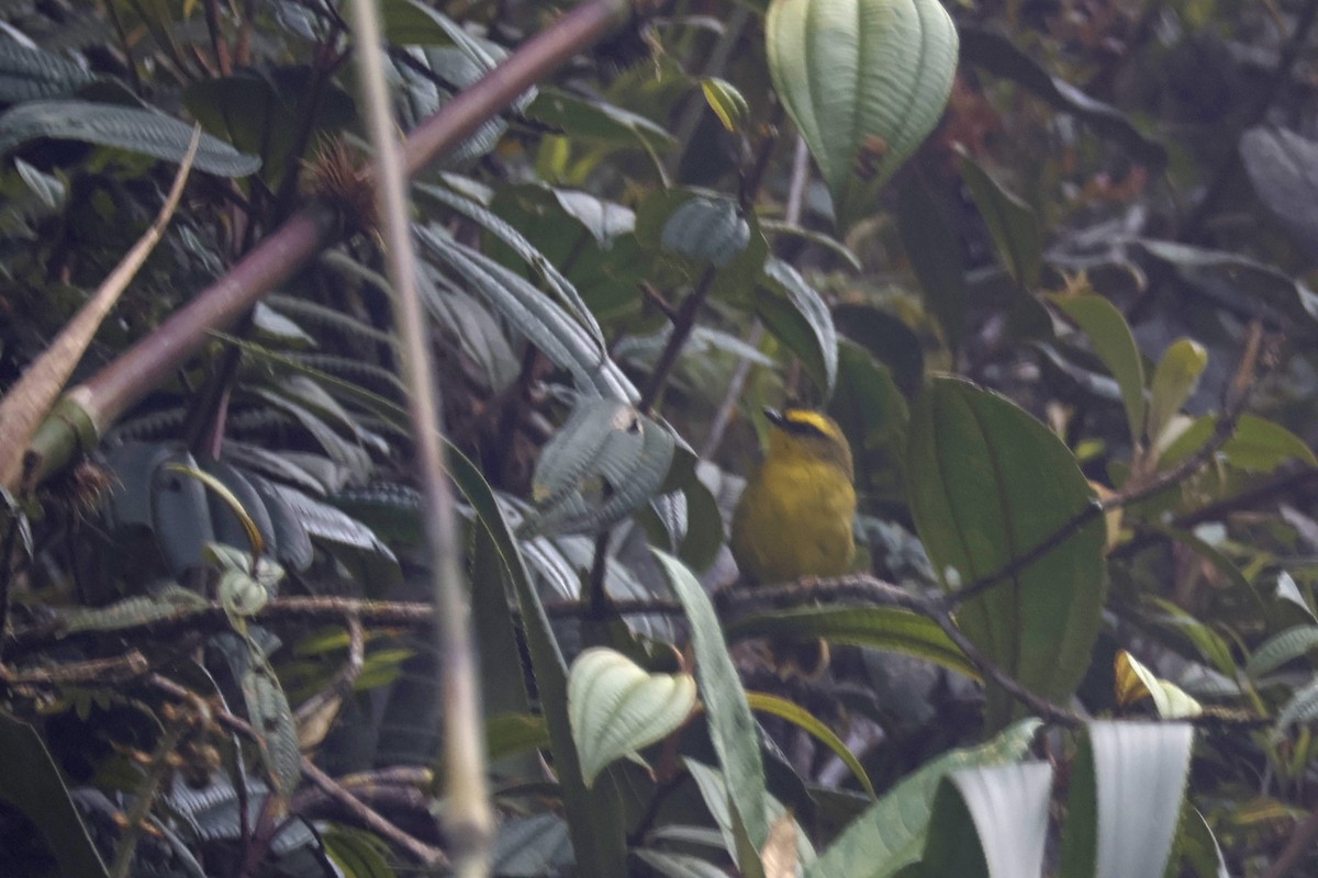 Citrine Warbler (Bolivian) - ML627660450