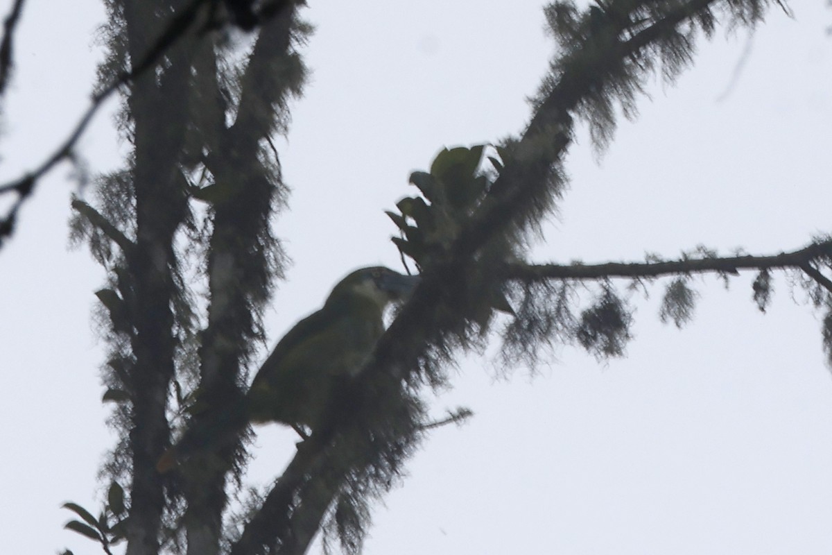 Blue-banded Toucanet - ML627660459