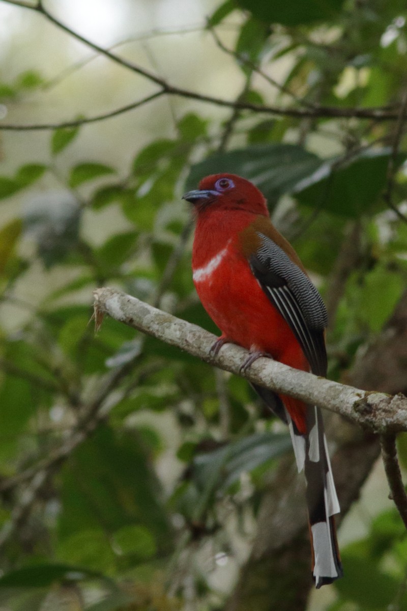 Rotkopftrogon - ML627660464