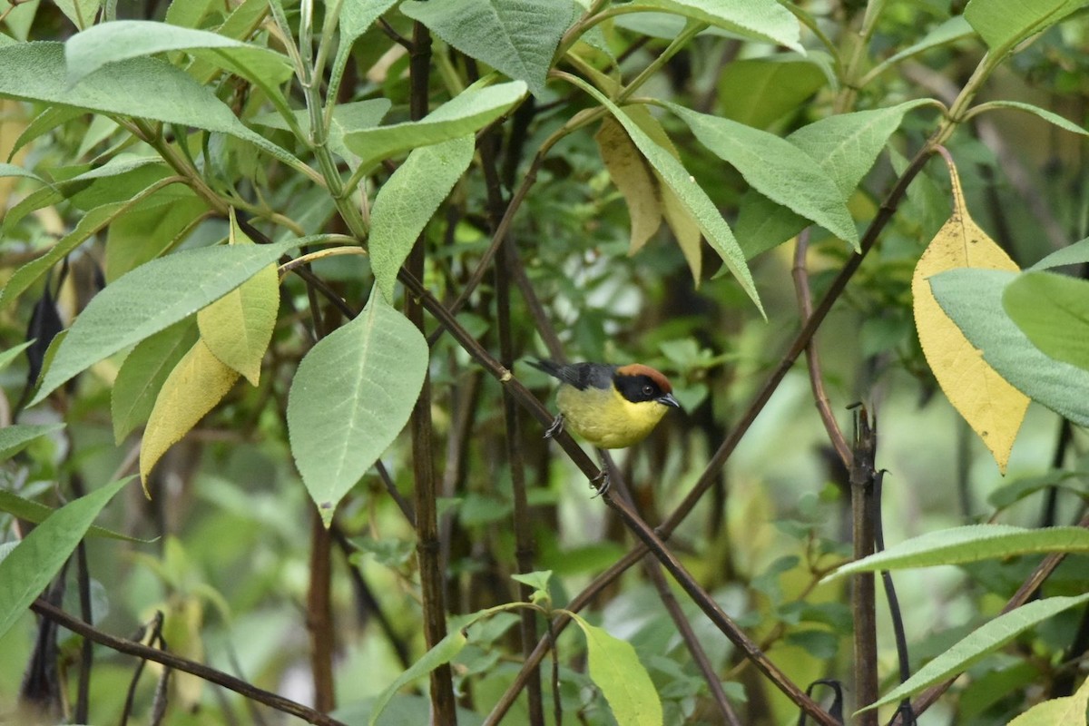 Yellow-breasted Brushfinch (Yellow-breasted) - ML627660534