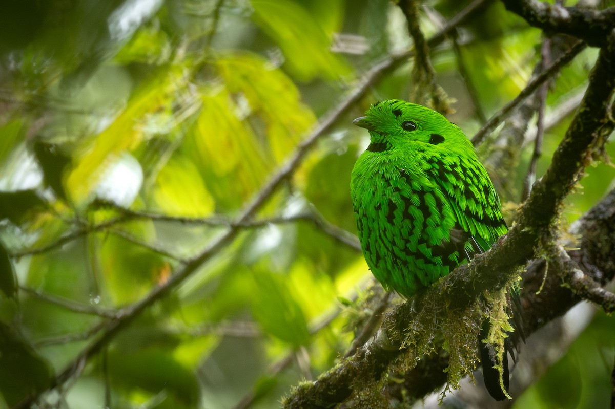 Whitehead's Broadbill - ML627660570