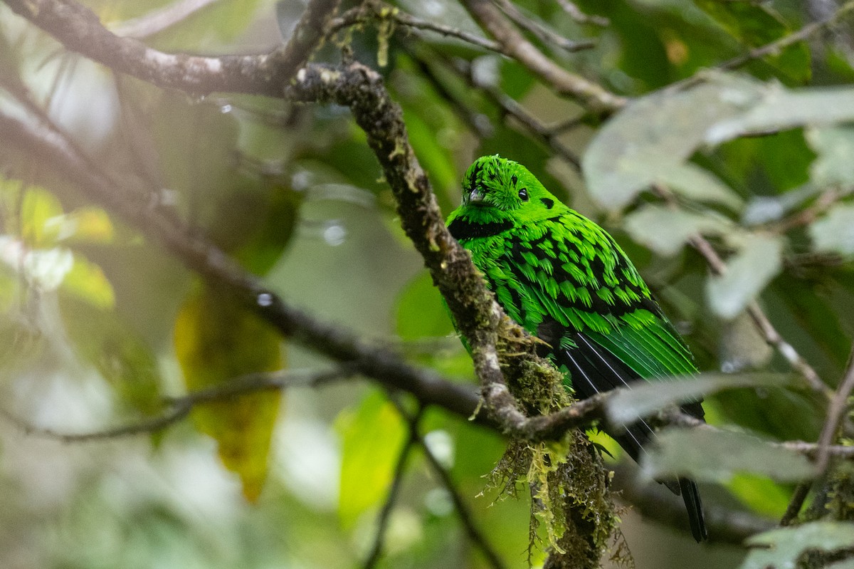 Whitehead's Broadbill - ML627660573