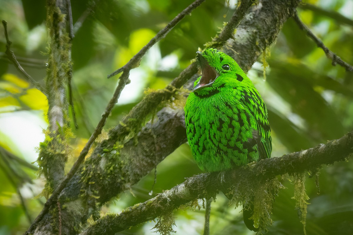 Whitehead's Broadbill - ML627660594