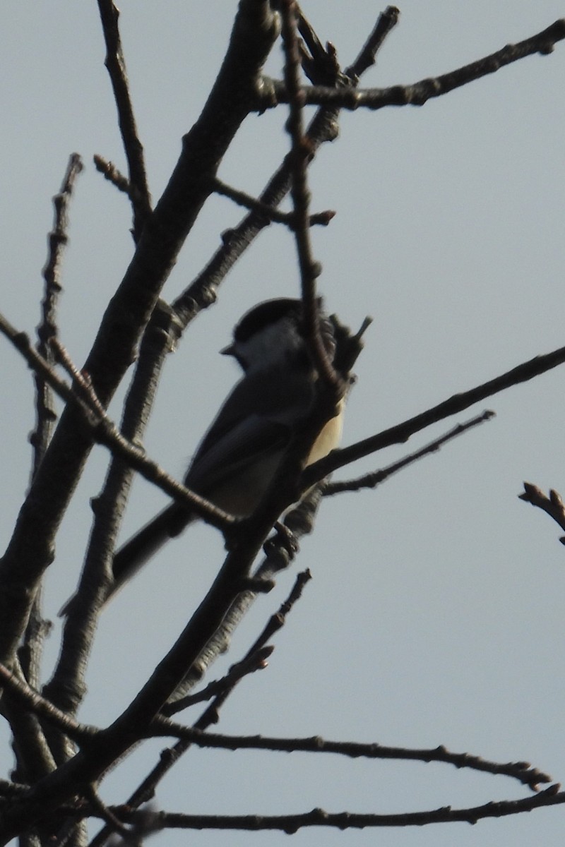 Black-capped Chickadee - ML627660642