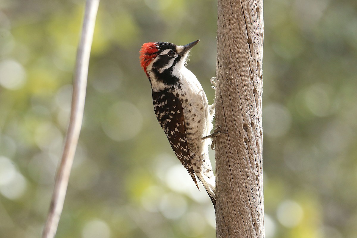 Nuttall's Woodpecker - ML627660661