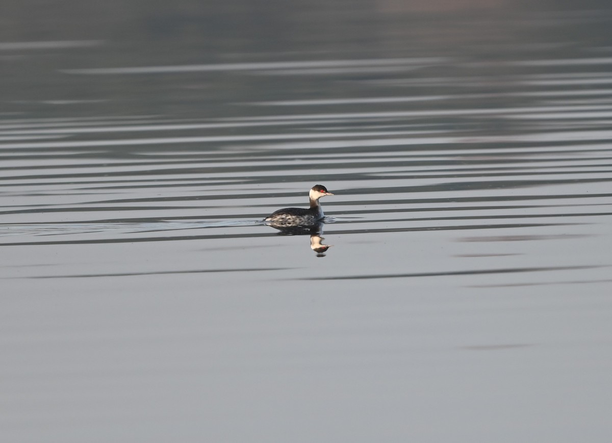 Horned Grebe - ML627660700
