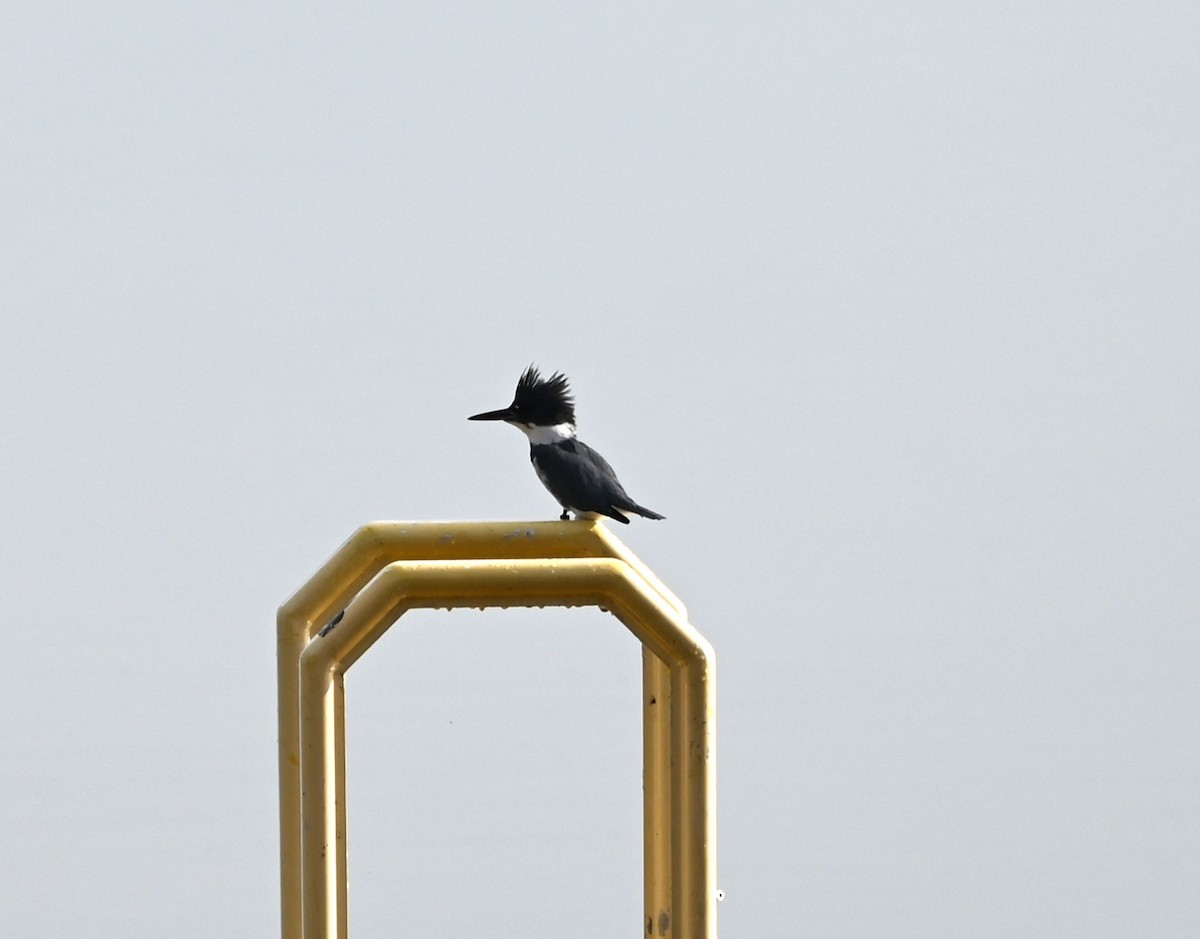 Belted Kingfisher - ML627660714