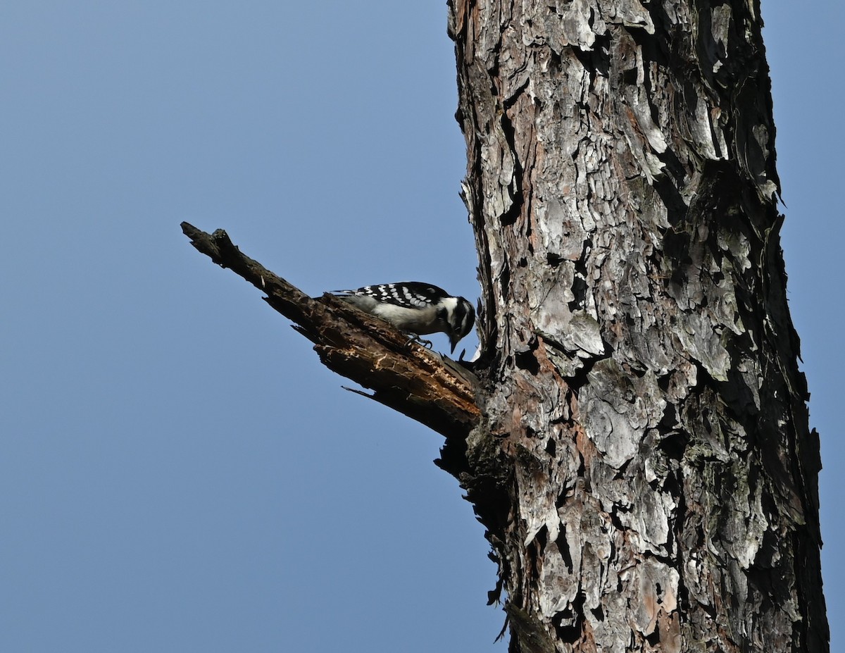 Downy Woodpecker - ML627660725