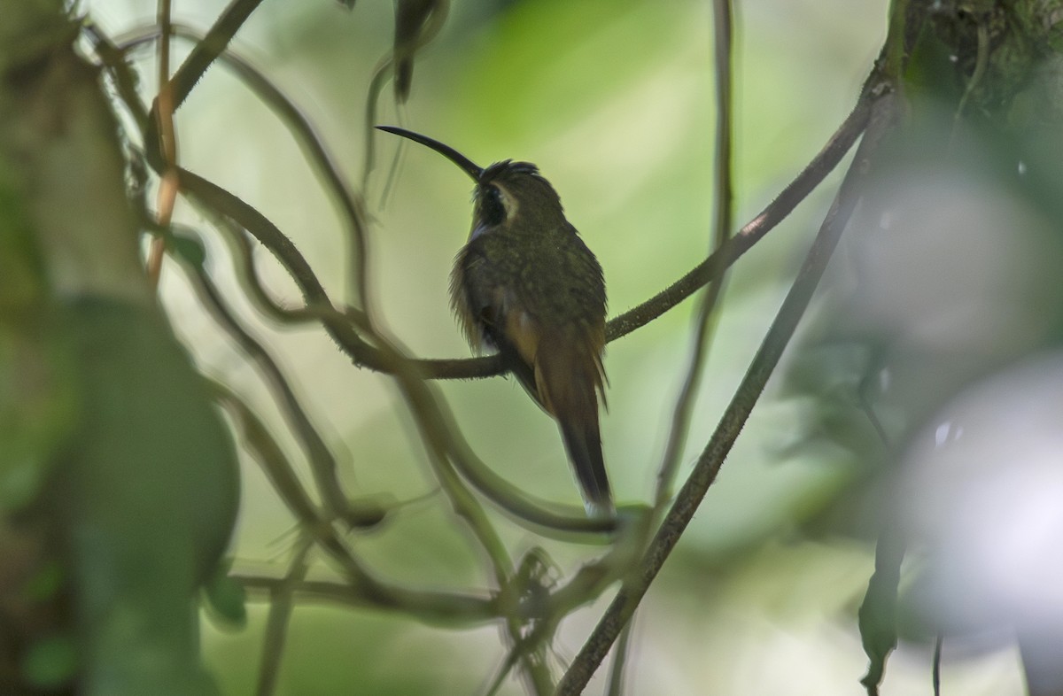 Gray-chinned Hermit - ML627660731