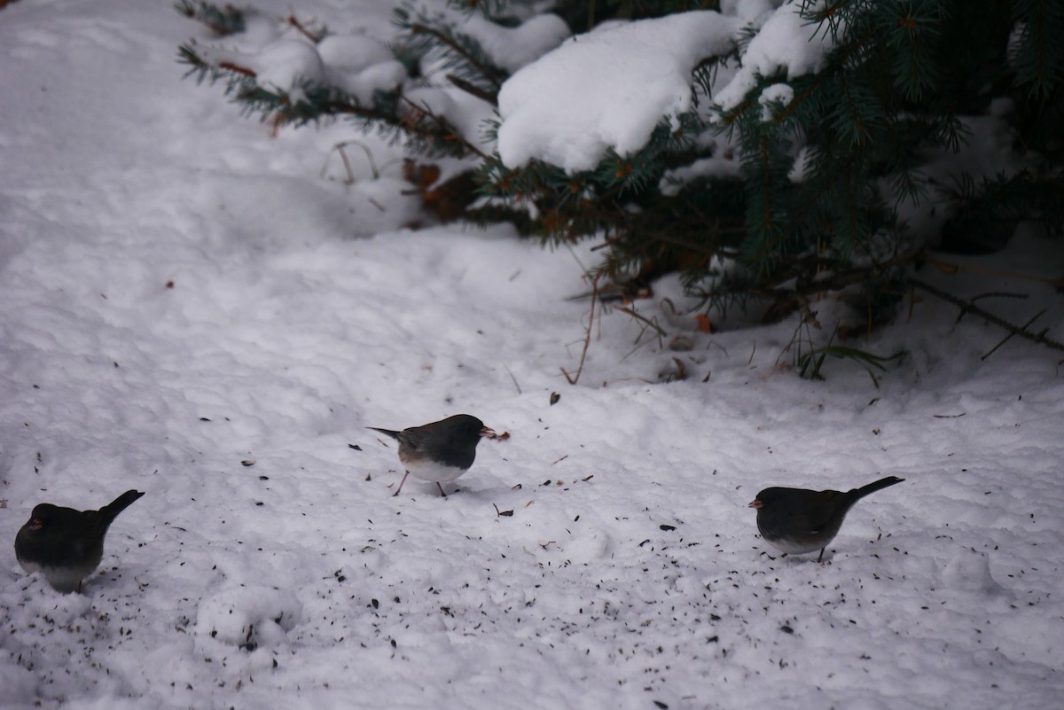 Dark-eyed Junco (Slate-colored/cismontanus) - ML627660735
