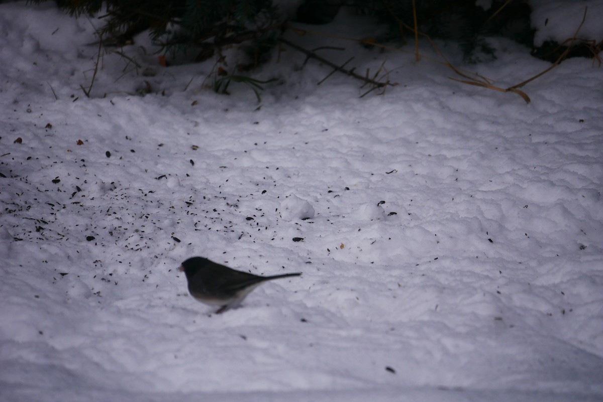 Dark-eyed Junco (cismontanus) - ML627660739