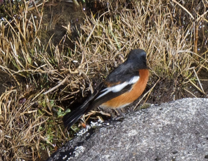 White-throated Redstart - ML627660744