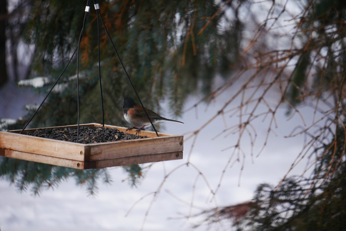 Dark-eyed Junco (Oregon) - ML627660751