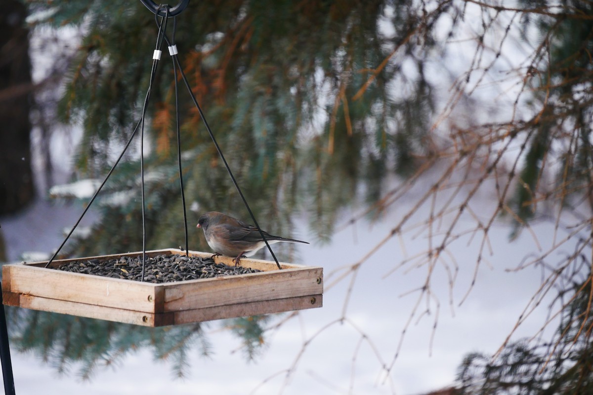 Dark-eyed Junco (Oregon) - ML627660752