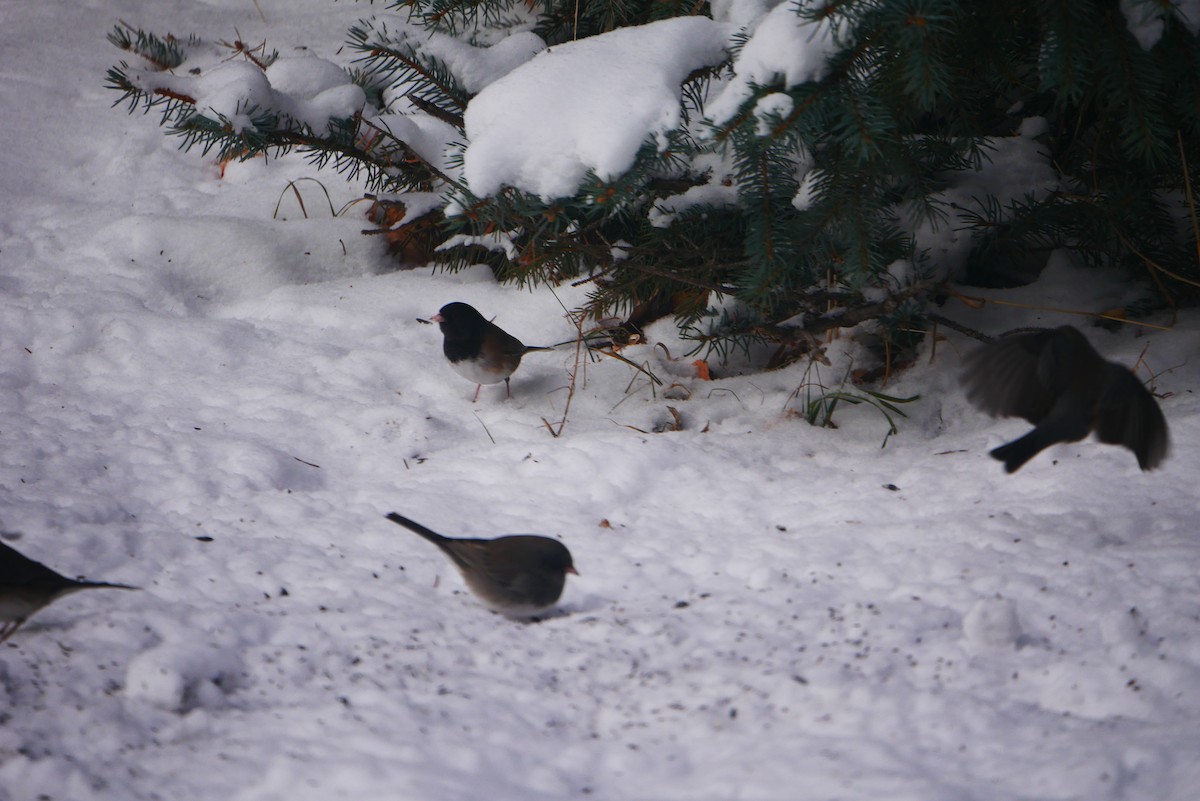 Dark-eyed Junco (Oregon) - ML627660753