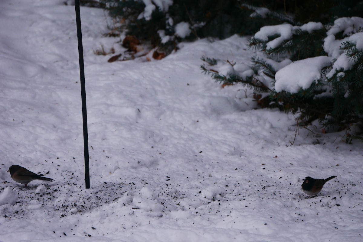 Dark-eyed Junco (Oregon) - ML627660754
