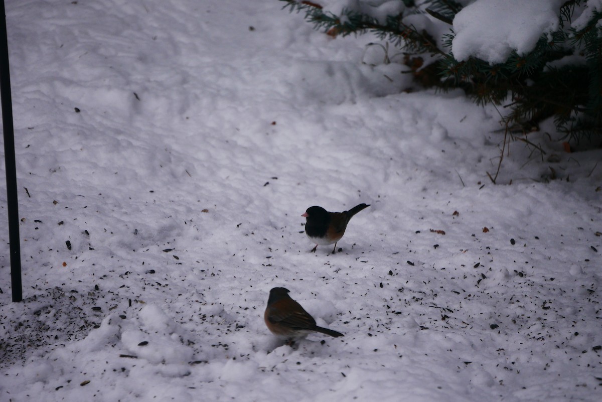 Dark-eyed Junco (Oregon) - ML627660755
