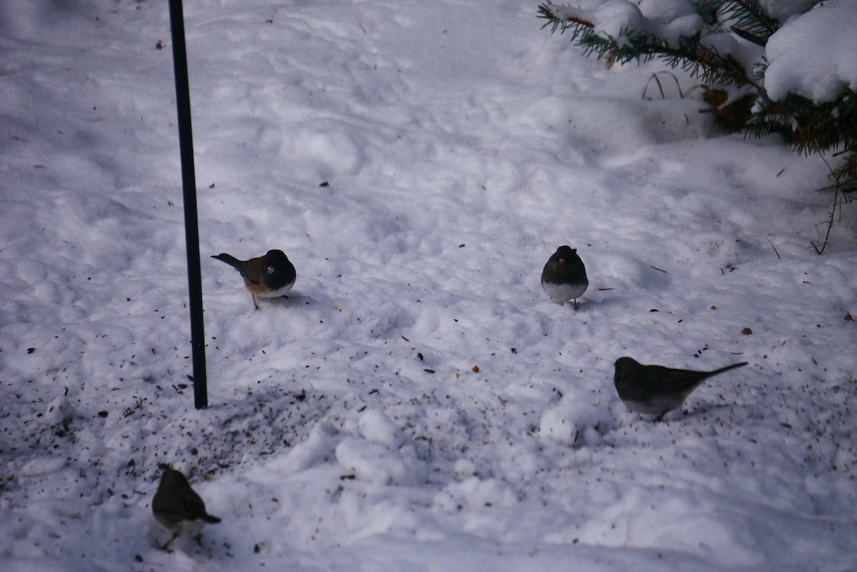 Dark-eyed Junco (Oregon) - ML627660757
