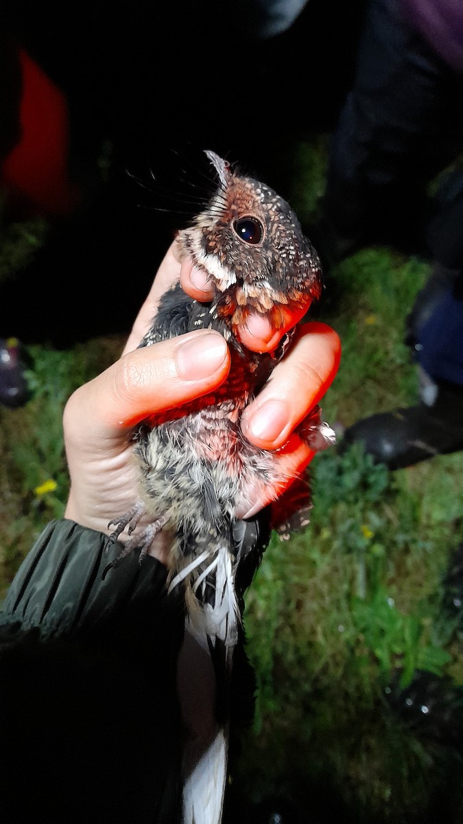 Band-winged Nightjar - ML627661027
