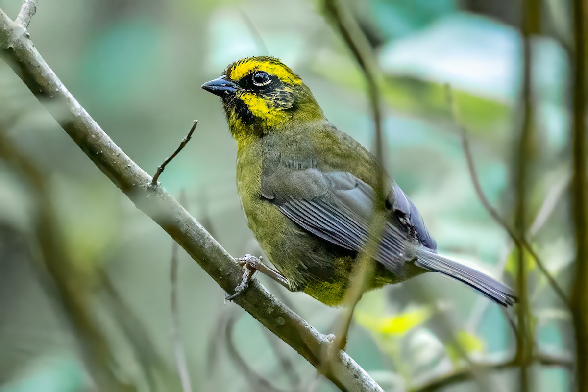 Yellow-striped Brushfinch - ML627661029