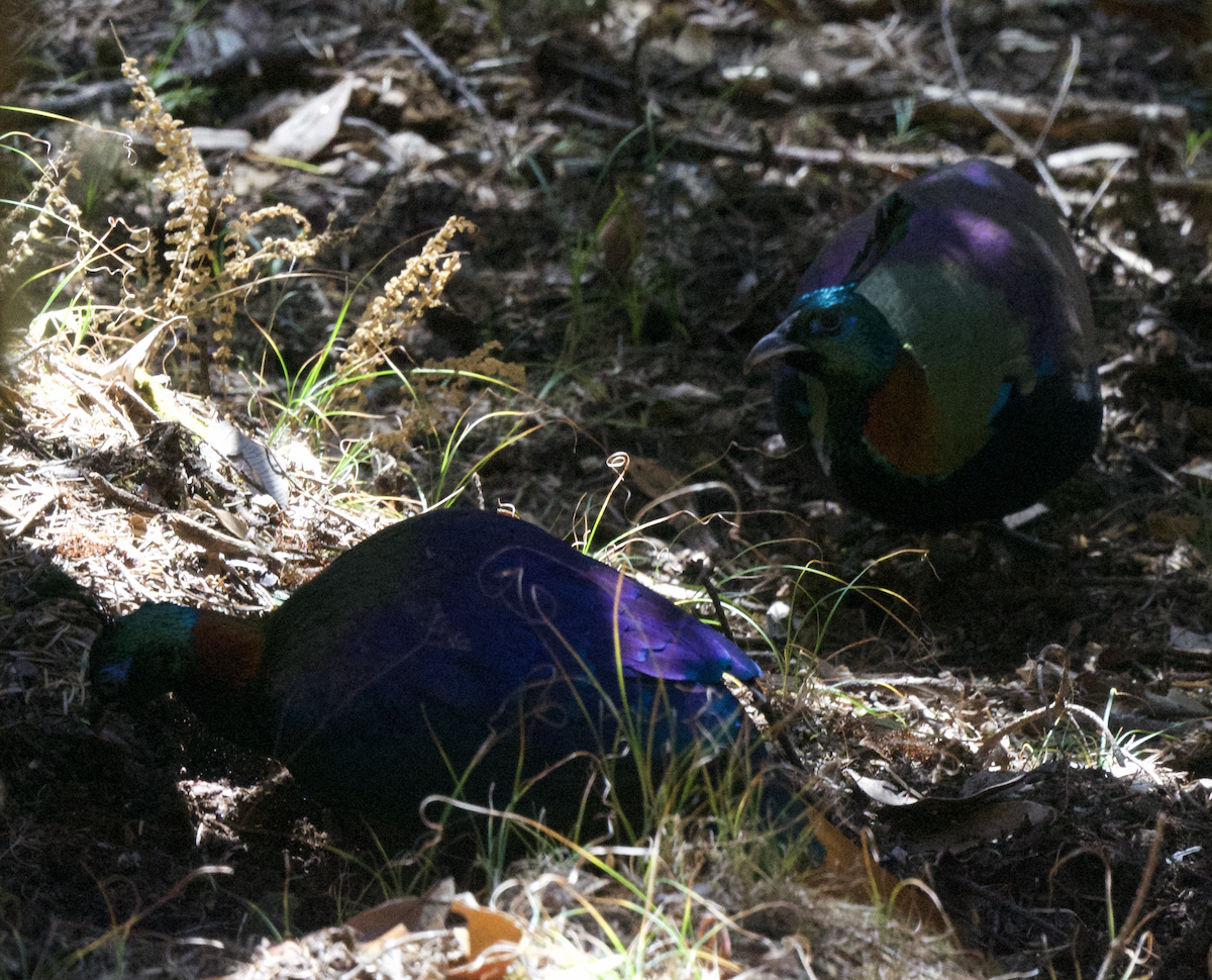 Himalayan Monal - ML627661086