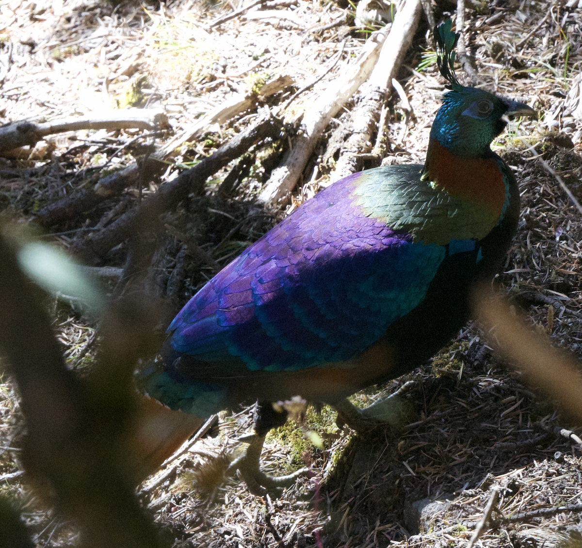 Himalayan Monal - ML627661094