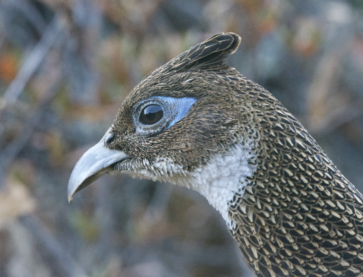 Himalayan Monal - ML627661121