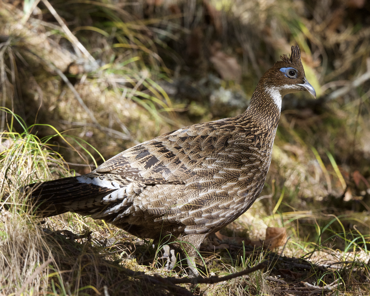 Himalayan Monal - ML627661124