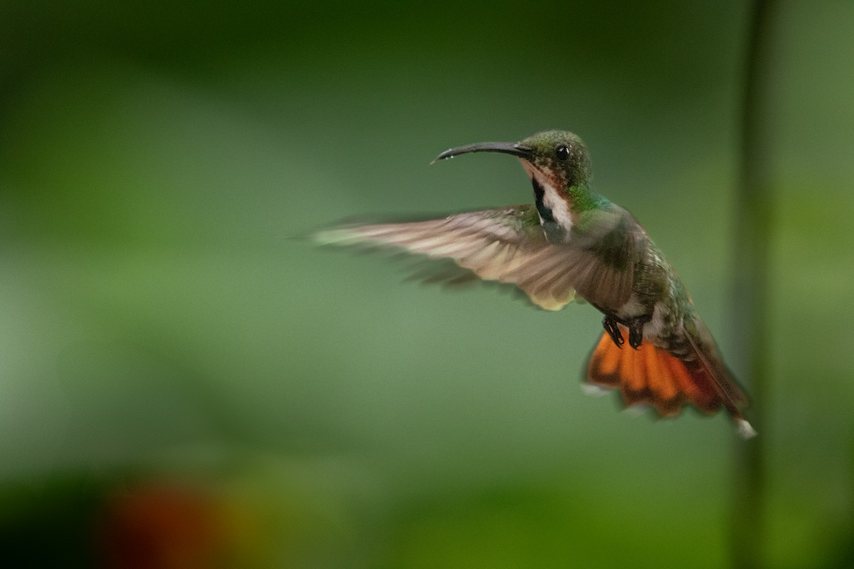 Green-breasted Mango - ML627661178