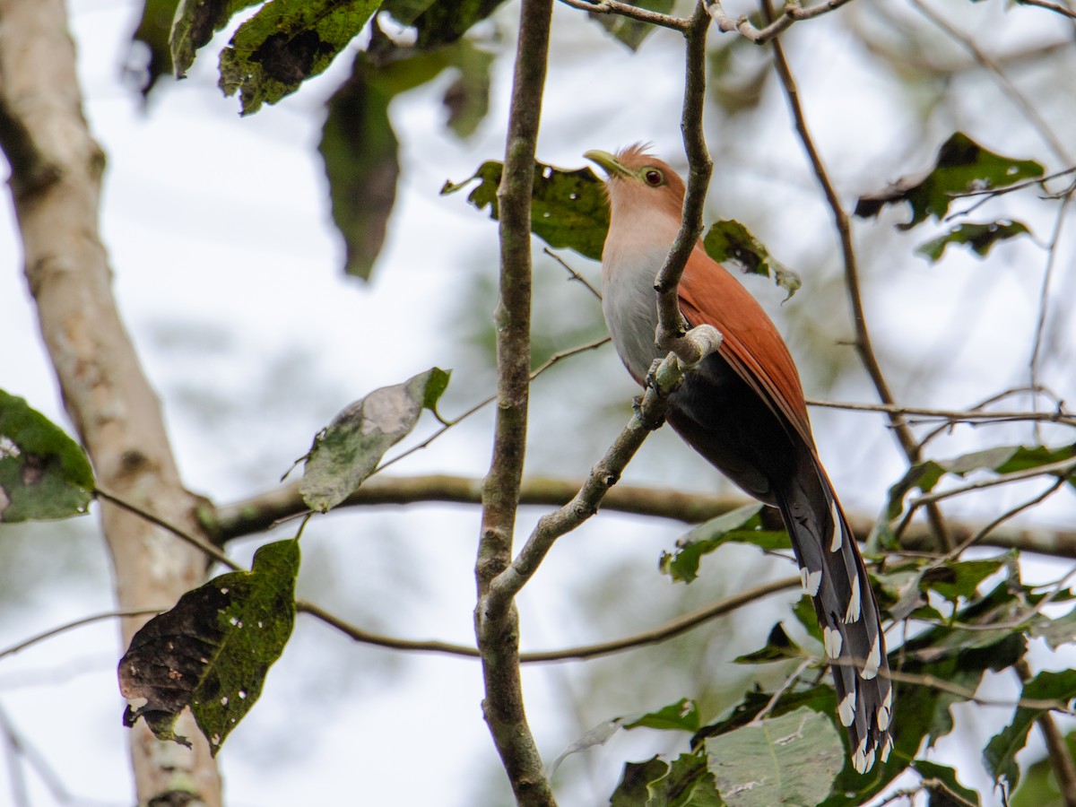 Squirrel Cuckoo - ML627661187