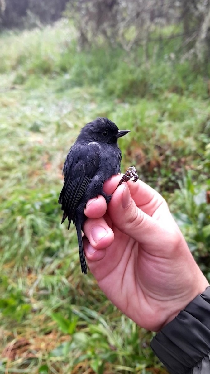 White-sided Flowerpiercer - ML627661209