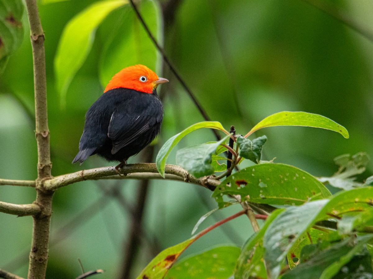 Red-capped Manakin - ML627661227