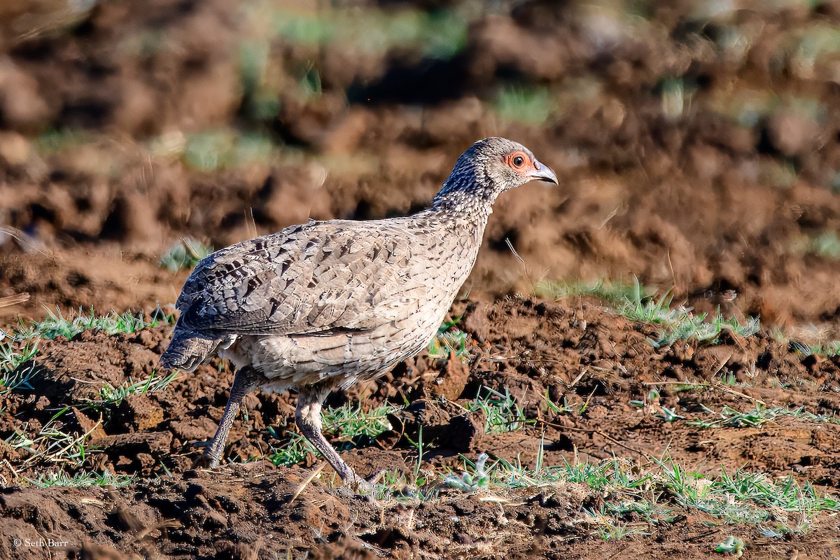 Swainson's Spurfowl - ML627661275