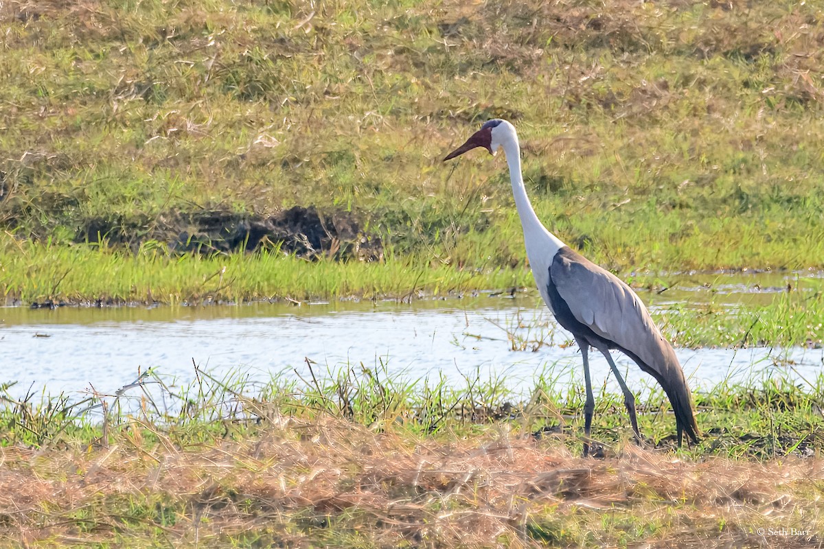 Wattled Crane - ML627661280